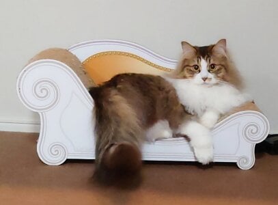 KANNA-xxx 愛猫 圖片 2