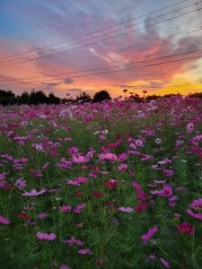 Ryo-j コスモス🌸Flower slika 5