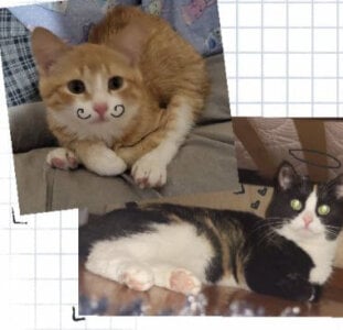 xrixsyx_and_ricky's our kitties! Sex Photo 1