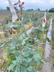 xxDepzaixx Album Pic 8