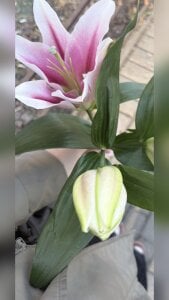 What's your favorite flower? od AliceAllisons  2 snímek