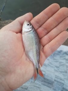 Vinicius_Ribas42 Peixes do Rio Iapó Pic 2