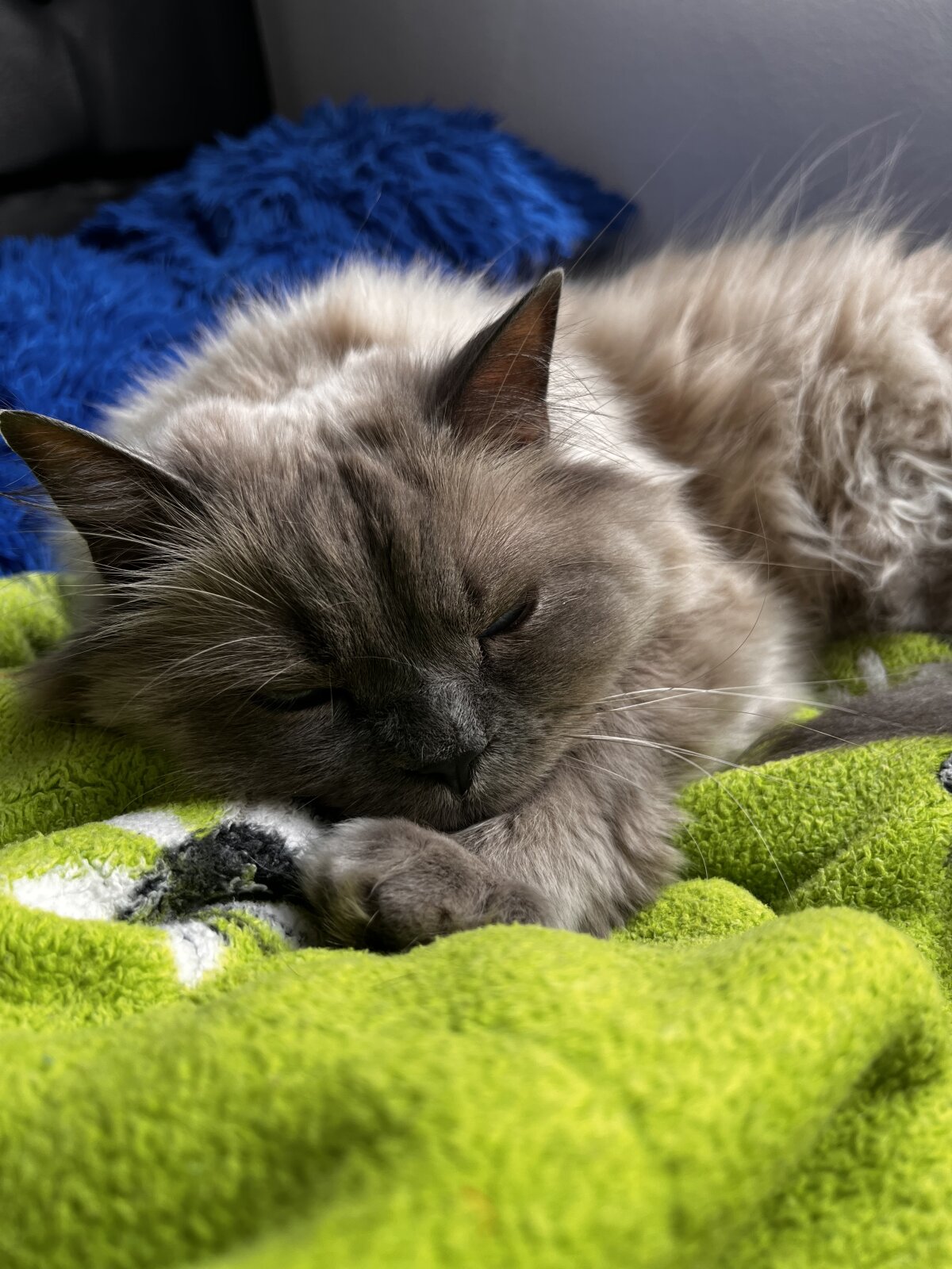 Stifanny_Moreli Populært foto 601