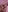 Love_LinesPlayful kitten照片 3