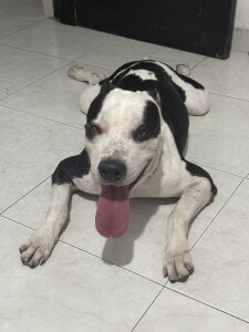 ArianavilladaのTaison Cornelio 🐾の 7枚の写真