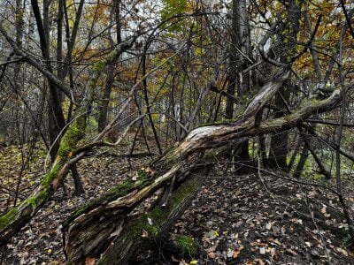 AlexFH Just walking along the eco trail зображення 7