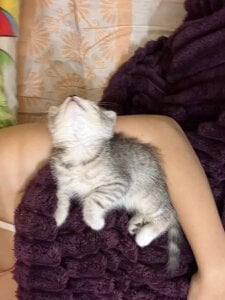 EvaThopsonのmy cat Whiskeyの 5枚の写真