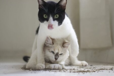 Selen_Extasis My babies and owners of my money🐱🐈‍⬛❤️ Pic