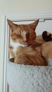 AussieKittyPurr Public Pic 2