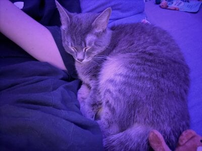 My kitty’s ❤️ od SashaMeow  5 snímek