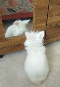 MY PEPE♥ de KOREN_JALAA  4 Imagens