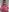 GangBangKitty Me hot pink and big dick in my mouth Photo 7