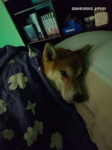 chuck00095 Public 圖片 3