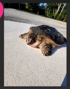 MarlaFknSinger NATURE PORN - Outdoor Live Stream photos🥰 Pic 2