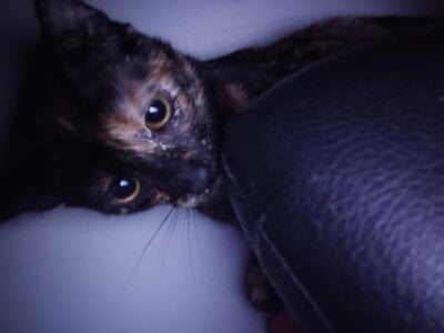 angela_angels_ haru my cute cat Bilde 5