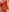 IAvaNa Red v Pic 4