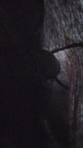 rickcarl Public รูป  3