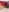 pinkrosaaa pink thong and even pinker p*ssy 사진