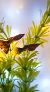 anaroman01 A house full of life and love ❤️ 圖片 8