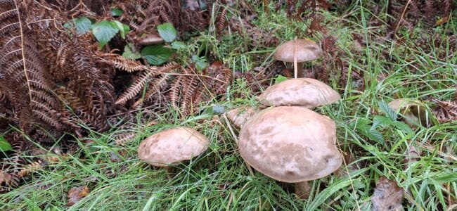 FreezingTie850 2 Gambar 5