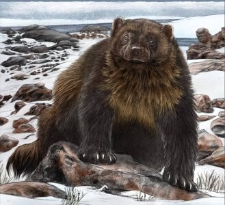 HORSELEG45 Public Pic