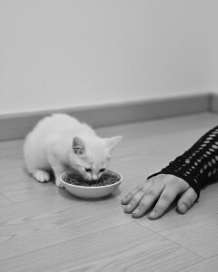 Uzra_hayed my new pet baby 😍😍 зображення