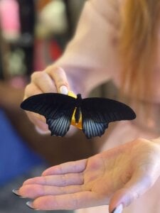 izi-fox my 26 b-day ⋆✴︎˚｡⋆ 🎂 ༘⋆ Pic