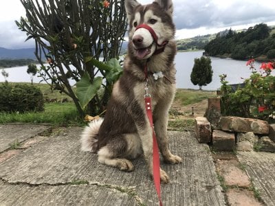 catsara My pets, I love animals I want to share them with u Pic 4