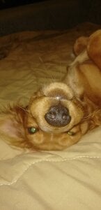 CyberMia My important part of life Pic 4