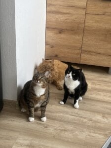 Sweet_Meg My cat 🥰 Gambar