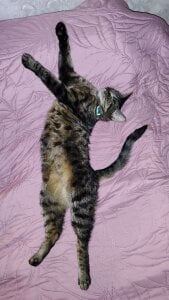 VandaRossi My favorite Splyushka😻 Splyushka will be glad of your financial support♥ 사진 5