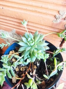 helen_bunnnyx My plants❤️‍ Photo 3