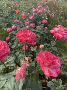 xxDepzaixx Album Pic 6