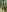 FoxyShy Forest teaser Pic 5