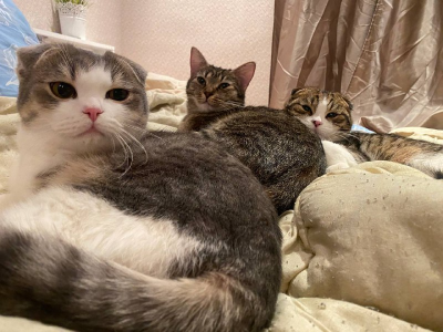 my pets de xAlisontiny Foto 3