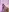 MiaStar1 Body 🥵 Pic 2