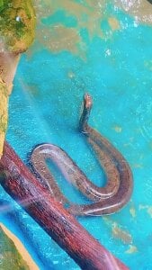 Gabosex18 Animales Poză 6