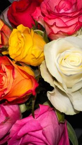 Sara_Browney My Passion for Flowers❤️Thank you, gentlemen! Pic 4