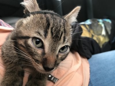 catsara My pets, I love animals I want to share them with u Pic 7