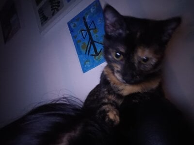 angela_angels_ haru my cute cat Bilde 2