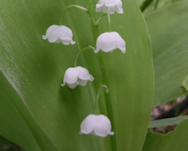 Audrey_Aura LILY OF THE LILY MY FAVORITE FLOWERS Hình 5