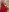 jessicaravageLittle Red Riding Hood照片