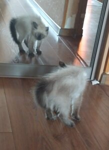 CandoCmaGic My kitty - Chupik:3 Pic