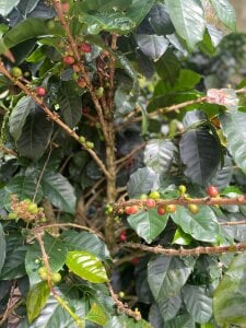 Gretten_wright Walking through the countryside and learning more about coffee🌦️ Poză 9