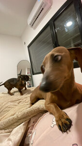 meydollhot Public صورة واحدة|meydollhot Public صورتان|meydollhot Public  6 صور|meydollhot Public  6 صورة