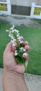 Amadamilf1980 My Happy Birthday slika