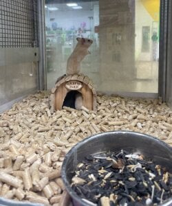 LisaSmiths Pet Shop Day Pic 5