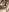 mirabinlis Pussy close-up Fotografie 8