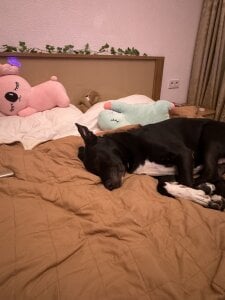 YesPussyClover my pets Photo 6