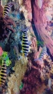 Gabosex18 Animales Poză 3